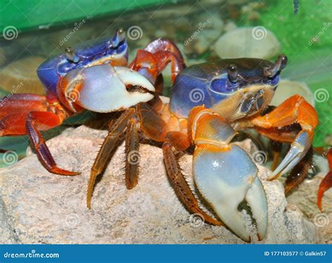 Rainbow Crab Royalty Free Stock Photo 29836845