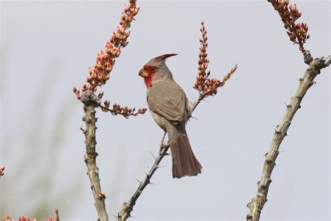 Pyrrhuloxia Great Bird Pics