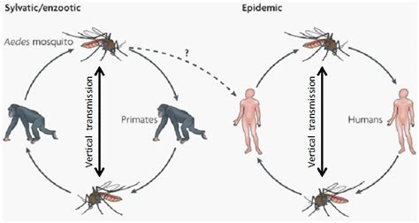 Dengue fever definition dengue fever is a disease caused by one of a number of viruses that are carried by mosquitoes. Broad Antiviral Activity of Carbohydrate-Binding Agents ...