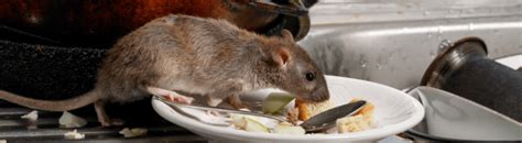 What Do Rats Eat Hawx Pest Control