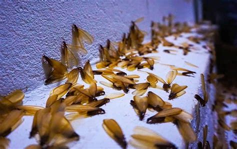 Blog Why Call Accurate For Swarming Termites In Eureka