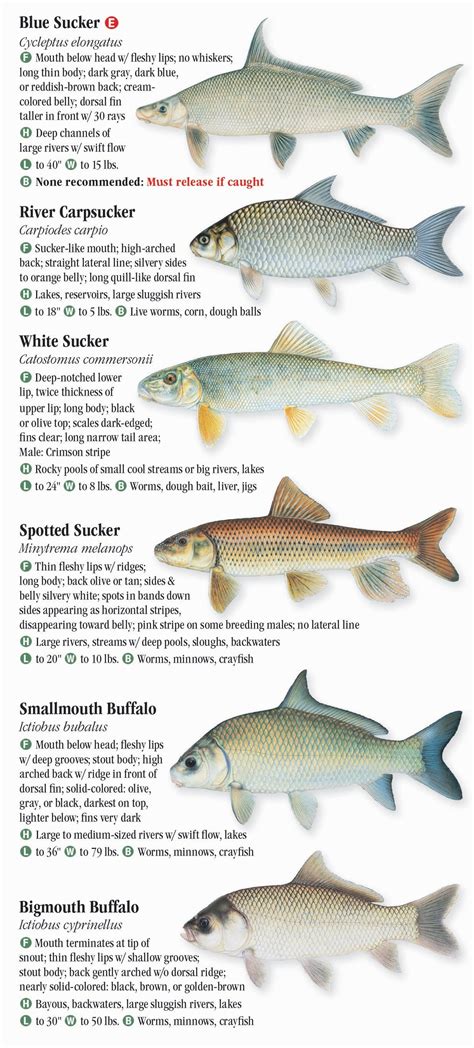 Freshwater Fishes Of Kentucky Quick Reference Publishing