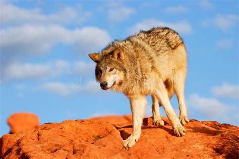 Gray Wolf Canis Lupus Stock Photo Image Of Wildlife 66051280