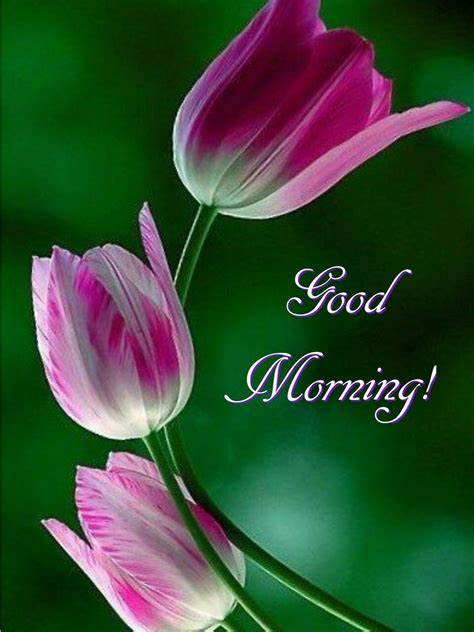 Top good morning greeting message for friend. Have a happy and blessed day! | Good morning flowers, Good ...