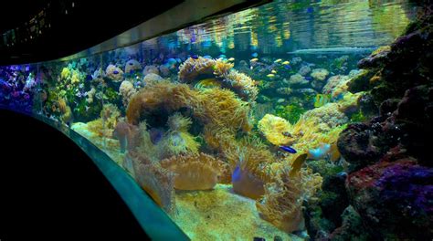 Visite Sea Life Sydney Aquarium Em Centro Financeiro De Sydney