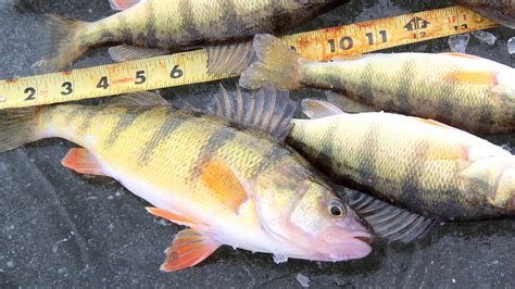 Sparks fisherman ties record for largest yellow perch