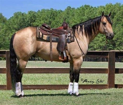 Find horses of all breeds and disciplines for sale across the country! 17 Best images about Buckskin ~ Dun ~ Grullo ~ on Pinterest | Horses for sale, Palomino and ...