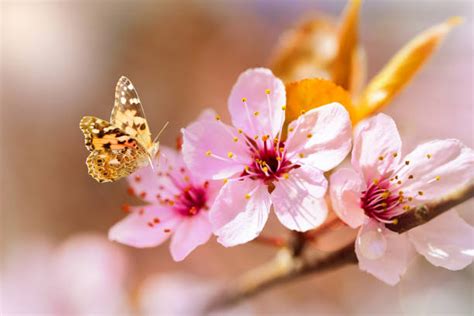 Butterflies On Pink Cherry Blossom Flower Stock Photos Pictures