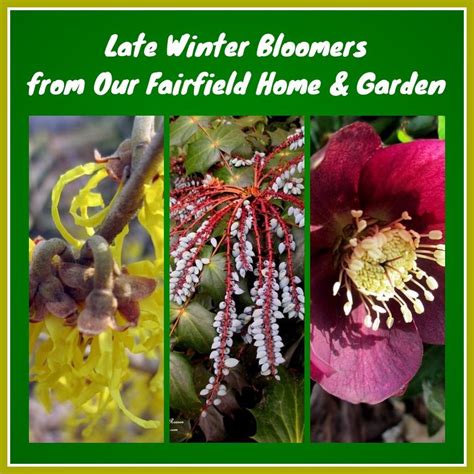 Late Winter Bloomers Our Fairfield Home And Garden Blooming Plants