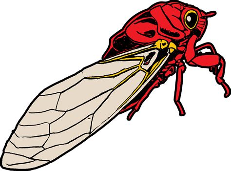 Bug Cicada Free Vector Graphic On Pixabay
