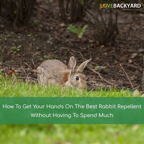 It is important to have a grasp on your budget, your desired product type, and quality to make the buying process easier and more convenient. The 5 Best Rabbit Repellents + Reviews & Ratings! (Nov. 2020)