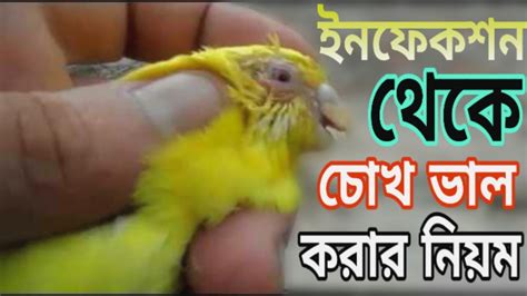 Treatment Of Eye Infection For Birds চোখের ইনফেকশন সমস্যা সমাধান