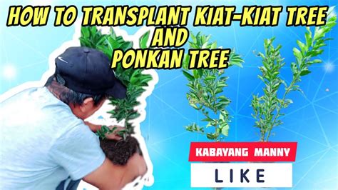 Transplant Kiat Kiat Tree And Ponkan Youtube
