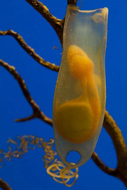 However, even after hatching, they may remain inside the mother for an extended period of time until they are fully formed. Sea Animals That Lay Eggs