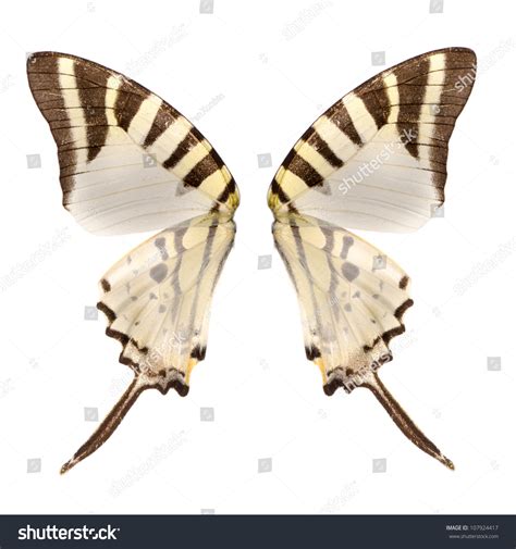 White Butterfly Wing Stock Photo 107924417 Shutterstock
