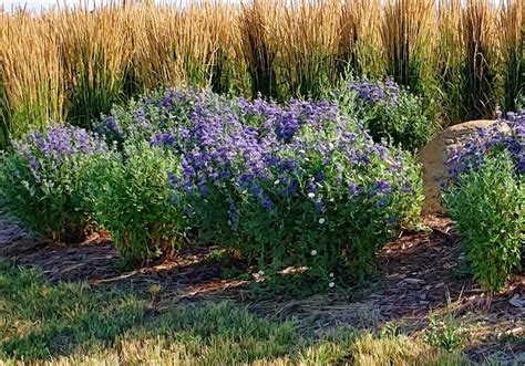 This small bushes for landscaping desktop backgrounds can find in this blog. The Best Landscaping Shrubs And Bushes For Your Gardens