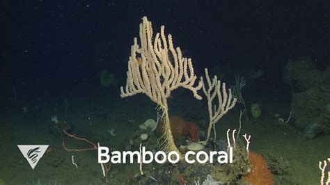 Weird And Wonderful Bamboo Corals On Deep Ocean Seamounts And Canyons