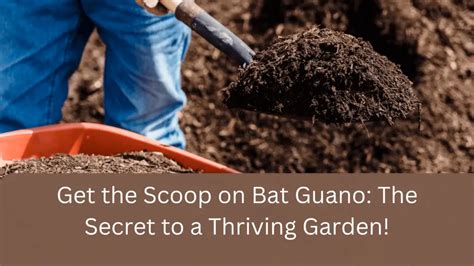 Get The Scoop On Bat Guano The Secret To A Thriving Garden