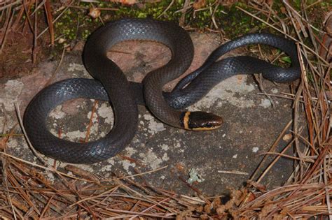 We did not find results for: Ring-necked Snake (Diadophis punctatus)