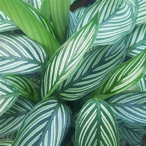 10 Hardy Indoor Plants You Probably Cant Kill Reader