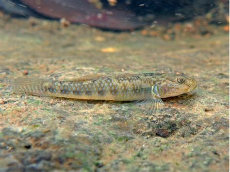 One Fish Two Fish New Goby Species Described From The Philippines 309