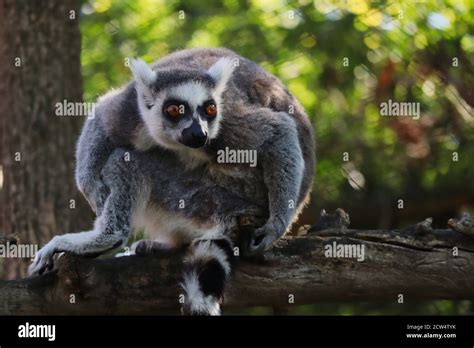 Close Up Of Funny Lemur Crouching On Tree Branch In Zoo Park The Ring