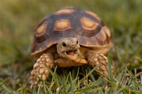 Things To Consider Before Getting A Pet Turtle Or Tortoise Pethelpful