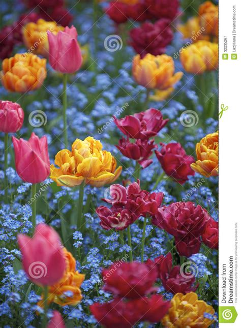 Bright Spring Flowers Colorful Pink Orange Magenta Tulips