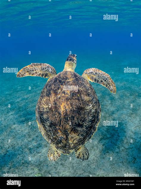 Green Sea Turtle Chelonia Mydas Endangered Species Wadi Gimal Marsa