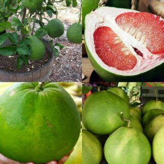 ( 961 apžvalgos)žiūrėkite, ką sakė svečiai. Limau Bali Tambun Pomelo fruit fruit Merah (masam manis ...