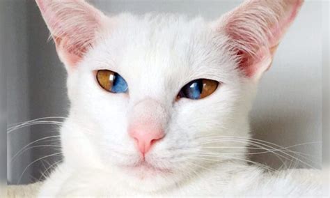 Meet This Stunning White Cat With Rare Genetic Condition That Has