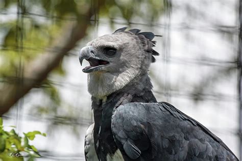 Zoo Miami American Harpy Eagle Harpia Harpyja Photograph By Ronald
