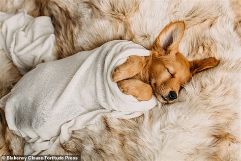 Photographer Turns Adorable New Golden Retriever Puppy Into Baby For