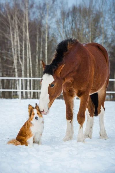Draft Horse And Red Border Collie Dog Stock Image Everypixel