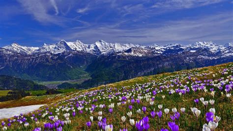 Crocus Field In The Swiss Alps Image Id 260236 Image Abyss