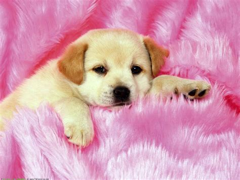 Download Labrador Puppy Dog In Pink Carpet Wallpaper