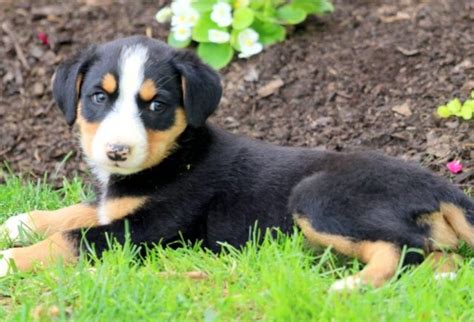 Tripp Bernese Mountain Dog Mix Puppy For Sale Keystone