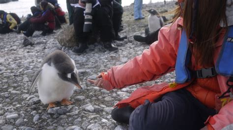 南極にいるペンギンが人懐っこすぎワロタ写真 オモシロ画像の集積