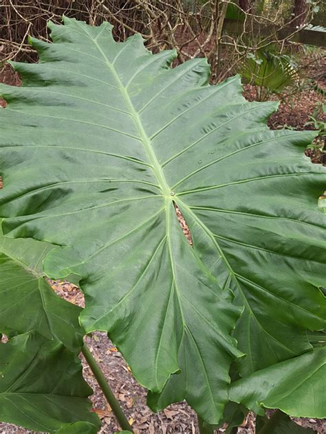 Alocasia Portidora Cold Hardy Giant Elephant Ear Plant in 4” pot – Kens
