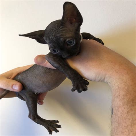 All kittens adopted from scheherazade sphynx cattery come with current vaccinations, dewormings, written sales contract, 2 year health guarantee, health record, spayed or neutered, 30 days of free pet insurance for your kitten, and a kitten care package which includes food. black sphynx kittens for sale ,sphynx kittens for sale ...