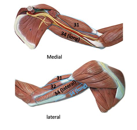 Upper Arm Muscles Medial And Lateral Diagram Quizlet