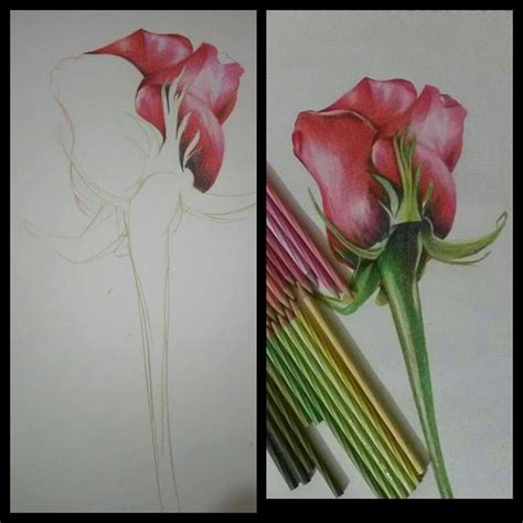 Illustration of a sketch of a rose with colored pencils. Rose with staedtler coloured pencils | Flower art, Color ...
