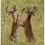 15 Awesome Photos Of Buck Fights PICS