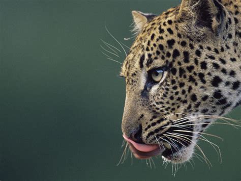 Amur Leopard Species Wwf