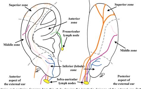 Behind Ear Anatomy External