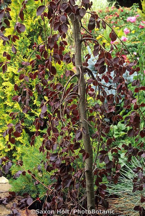 Weeping Purple Beech Tree With Yellow False Cypress Fagus Sylvatica