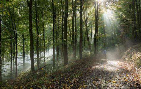 Wallpaper Road Autumn Forest The Sun Rays Foliage Morning Images