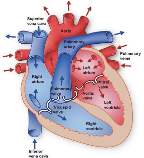 The Basic Anatomy Of The Heart Venous Blood Enters Through The