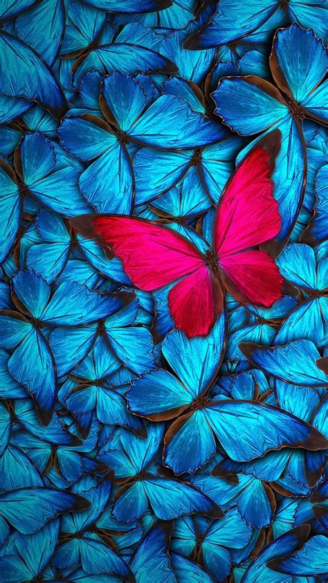 Iphone Blue Butterfly Wallpaper Hd Download Free Mock Up