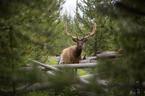Bull Elk Sepulcher Mountain Trail Nps Neal Herbert Yellowstone